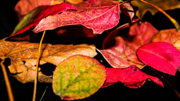 Cambi di stagione e sistema immunitario