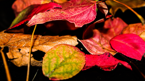 Cambi di stagione e sistema immunitario
