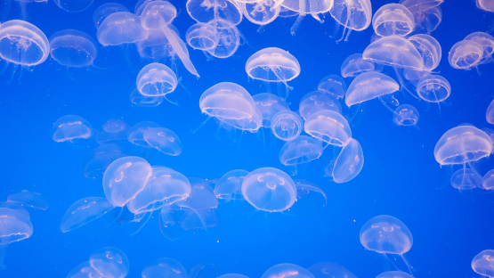 Morso di medusa Morso di medusa